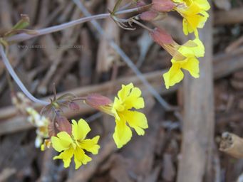 341_goodenia_agnew_img_1229_wm.jpg