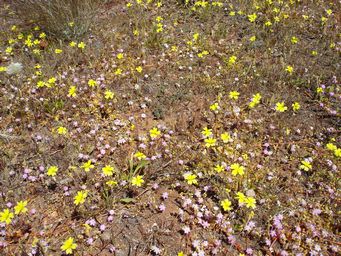 341_goodenia_berardiana_dsc01859.jpg