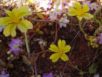 341_goodenia_berardiana_dsc01861c2.jpg