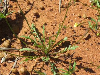 341_goodenia_capillosa_w_of_sandstone_foliage_img_1434.jpg