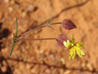 341_goodenia_capillosa_w_of_sandstone_img_1382cc.jpg