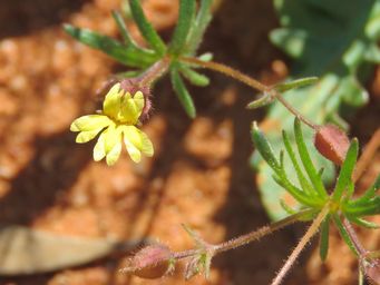 341_goodenia_capillosa_w_of_sandstone_img_1387c.jpg