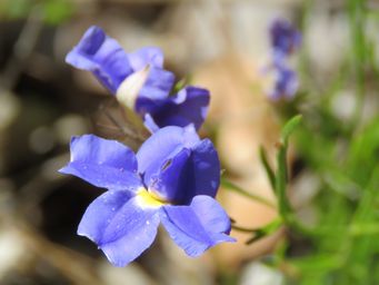 341_goodenia_coerulea_img_0087c.jpg