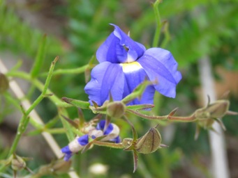 341_goodenia_coerulea_img_4738c.jpg