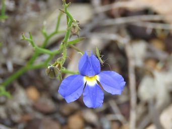 341_goodenia_coerulea_img_7754c.jpg