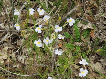 341_goodenia_coerulea_pale_img_5135.jpg