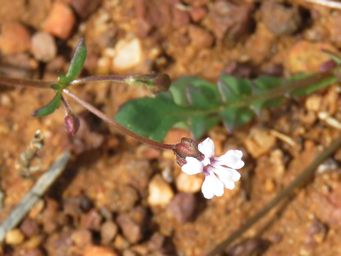 341_goodenia_cycnopotamica_img_2499ca.jpg