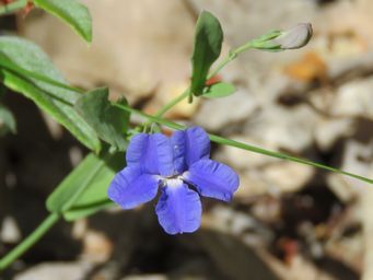 341_goodenia_eatoniana_img_7821c.jpg