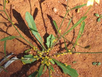 341_goodenia_foliage_near_pindar_img_1752.jpg