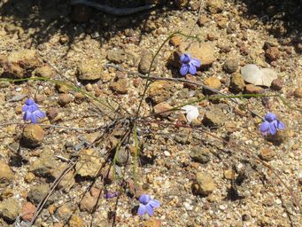 341_goodenia_img_9320c.jpg