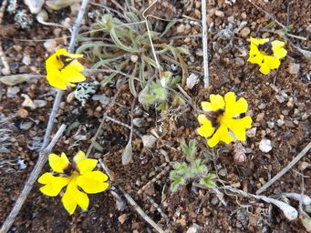 341_goodenia_krauseana_dscf7920c.jpg