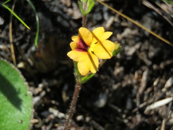 341_goodenia_like_trinervis_img_5891.jpg