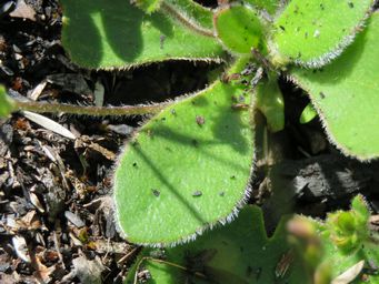 341_goodenia_like_trinervis_img_5892.jpg