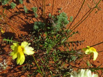 341_goodenia_mimuloides_foliage_mt_m_to_y_img_1625c.jpg
