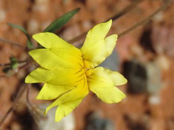 341_goodenia_mimuloides_maybe_img_0914c.jpg