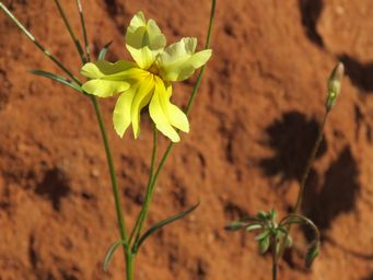 341_goodenia_mimuloides_mt_m_to_y_img_1626c.jpg