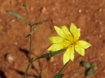 341_goodenia_near_pindar_img_1751c.jpg