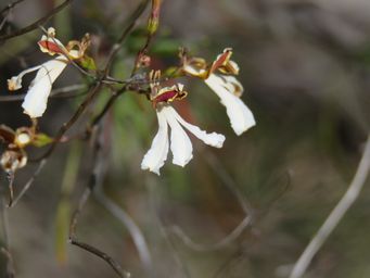 341_goodenia_pinifolia_pine_leaved_goodenia_img_9792.jpg