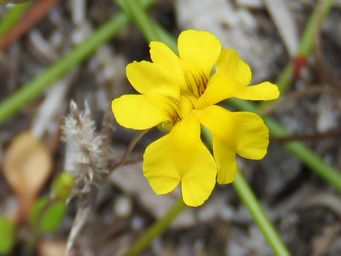 341_goodenia_pusilla_img_0007cc.jpg