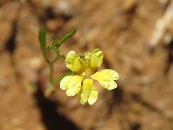 341_goodenia_pusilla_img_5526c.jpg