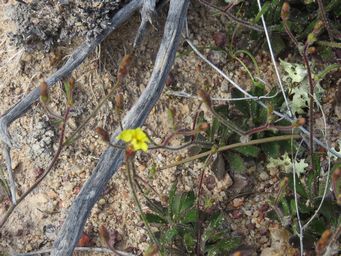 341_goodenia_pusilliflora_maybe_img_0198c.jpg
