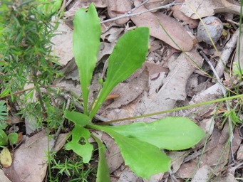 341_goodenia_trinervis_foliage_img_3137c.jpg