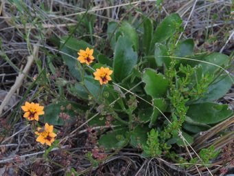 341_goodenia_trinervis_type_img_9347c.jpg