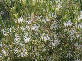 341_grevillea_acacioides_m_img_8537.jpg