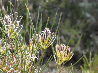 341_grevillea_acacioides_m_img_8539c.jpg