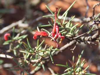 341_grevillea_acuaria_img_0800c.jpg