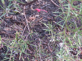 341_grevillea_acuaria_img_0813c.jpg