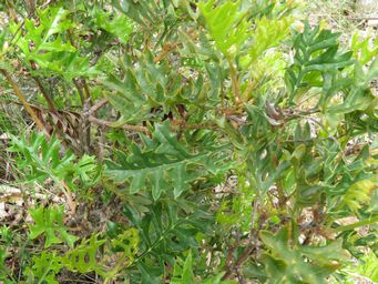 341_grevillea_bipinnatifida_foliage_img_3729.jpg