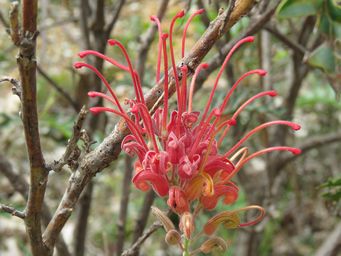 341_grevillea_bipinnatifida_img_3732.jpg