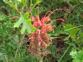 341_grevillea_bipinnatifida_img_3733.jpg