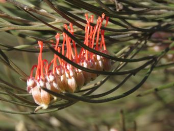 341_grevillea_cagiana_f_plots_bb_grev_hill_and_tarin_rock_img_4670.jpg