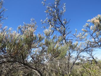 341_grevillea_cagiana_img_9199.jpg