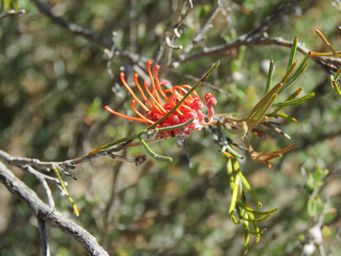 341_grevillea_cagiana_img_9203.jpg