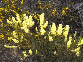 341_grevillea_didymobotrya_subsp._didymobotrya_dscf7961c.jpg