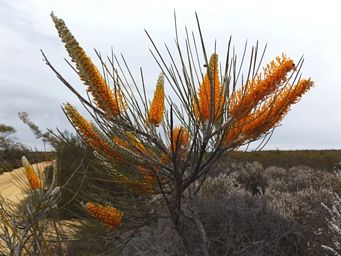 341_grevillea_excelsior_dscf7962a.jpg
