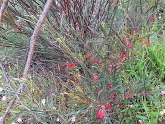 341_grevillea_granulosa_tardun_img_1949ca.jpg