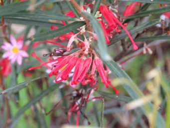 341_grevillea_granulosa_tardun_img_1951a.jpg