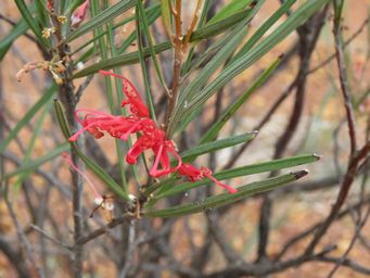 341_grevillea_granulosa_tardun_img_1987ca.jpg