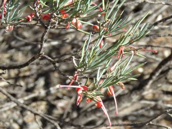 341_grevillea_haplantha_img_0216ca.jpg