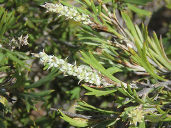 341_grevillea_hookeriana_ssp_apicola_m_img_8470.jpg