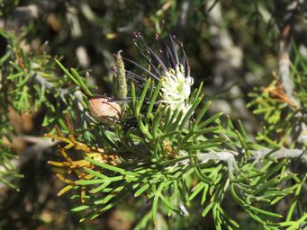 341_grevillea_hookeriana_subsp_apiciloba_img_9176c.jpg