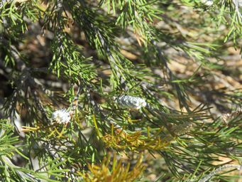 341_grevillea_hookeriana_subsp_apiciloba_img_9177.jpg