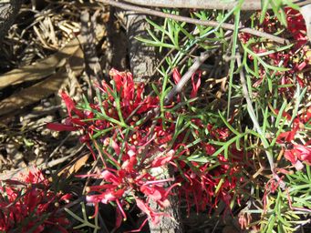 341_grevillea_huegelii_img_2929.jpg