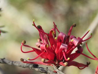 341_grevillea_huegelii_img_2931.jpg