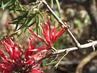 341_grevillea_huegelii_img_2985.jpg