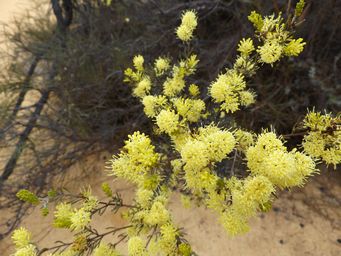341_grevillea_incrassata_dscf7956.jpg
